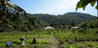 Governo deve publicar na próxima semana MP para renegociação de dívidas do agro
