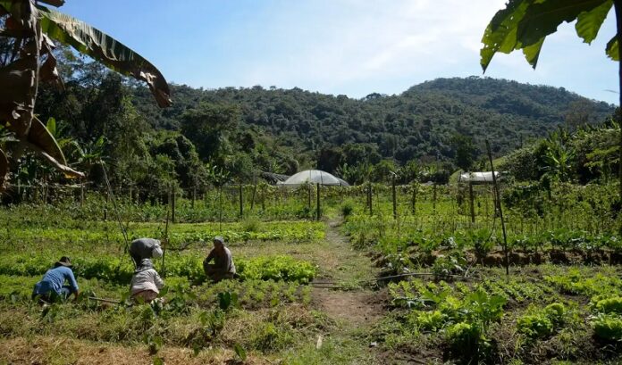Lula assina MP que destina R$ 12 bilhões para renegociação de dívidas rurais politica economia campo rural plantação mato mata