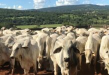 Prazo para atualização de rebanhos no DF é ampliado até 5 de outubro