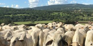 Goiás inicia segunda etapa da Declaração de Rebanho 2025 neste sábado