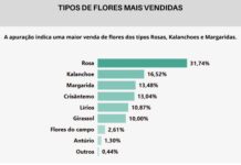 Comércio de flores do DF está otimista com as vendas para o Dia de Finados