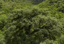 Mata Atlântica perde 2,4 milhões de hectares