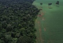 COP17 aponta avanços insuficientes no combate à perda da biodiversidade