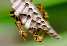 Pesquisa revela benefícios do veneno das vespas em novos medicamentos para doenças neurodegenerativas