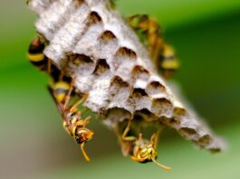 Pesquisa revela benefícios do veneno das vespas em novos medicamentos para doenças neurodegenerativas