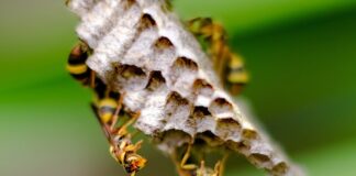 Pesquisa revela benefícios do veneno das vespas em novos medicamentos para doenças neurodegenerativas