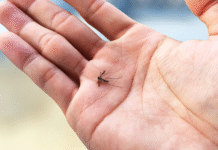 Chuvas intensas e calor acendem alerta para o combate ao mosquito da dengue no DF