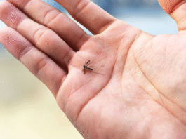 El Niño pode aumentar risco de dengue e Chikungunya