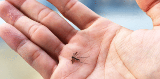 Chuvas intensas e calor acendem alerta para o combate ao mosquito da dengue no DF