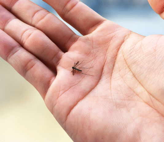 Ministro dos Povos Indígenas classifica como crítico surto de chikungunya em Dourados