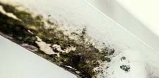 Mofo: um risco invisível que ameaça a saúde e deteriora ambientes