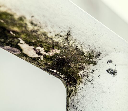 Mofo: um risco invisível que ameaça a saúde e deteriora ambientes