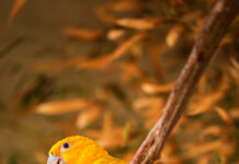 Zoológico de Brasília inaugura primeiro recinto de imersão com foco na educação ambiental