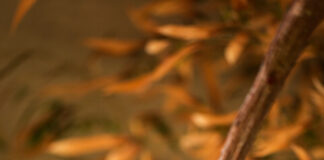 Zoológico de Brasília inaugura primeiro recinto de imersão com foco na educação ambiental