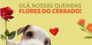 SESC-DF abre inscrições para a Corrida Flores do Cerrado 2026