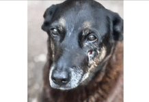 Morte de cão em Florianópolis expõe limites da punição a adolescentes