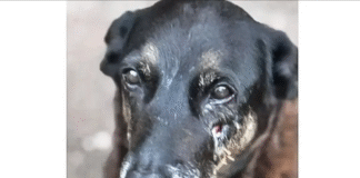 Morte de cão em Florianópolis expõe limites da punição a adolescentes