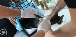 Aumento de esporotricose animal acende alerta em São Paulo