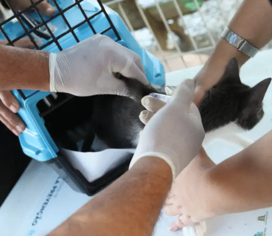 Aumento de esporotricose animal acende alerta em São Paulo