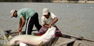 Estudo identifica pela primeira vez no Brasil bactéria que ameaça peixes