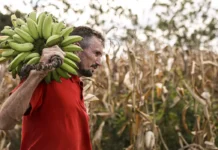 Câmara aprova uso de até R$ 500 milhões do FGO para garantir crédito do Pronaf