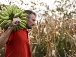 Câmara aprova uso de até R$ 500 milhões do FGO para garantir crédito do Pronaf