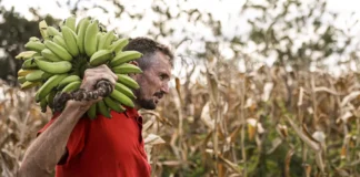 Câmara aprova uso de até R$ 500 milhões do FGO para garantir crédito do Pronaf