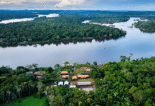 Fundo Amazônia destina R$ 80 milhões para fortalecer produção de alimentos na Amazônia Legal