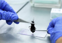 Vigilância Ambiental analisa animais que representam risco à saúde no DF