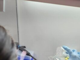 Startup desenvolve ativos para cosméticos a partir do veneno de vespas do Cerrado