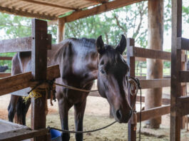 Apreensões de animais de grande porte triplicam no DF, ampliando adoções nos últimos anos