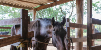 Apreensões de animais de grande porte triplicam no DF, ampliando adoções nos últimos anos