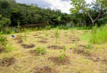 Congresso eleito para 2027 terá menor alinhamento à pauta ambiental