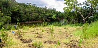 Congresso eleito para 2027 terá menor alinhamento à pauta ambiental