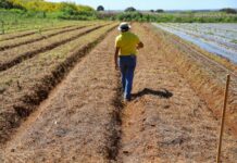 GDF lança edital de regularização fundiária para beneficiar 182 imóveis rurais em Sobradinho
