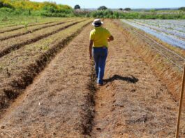 GDF lança edital de regularização fundiária para beneficiar 182 imóveis rurais em Sobradinho
