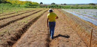 GDF lança edital de regularização fundiária para beneficiar 182 imóveis rurais em Sobradinho