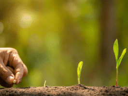 Senac-DF adere ao Pacto Global da ONU e fortalece o compromisso com a sustentabilidade