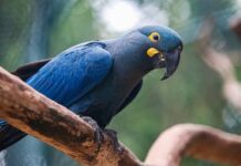 Lista de espécies ameaçadas de extinção é atualizada e passa a incluir 790 animais no Brasil