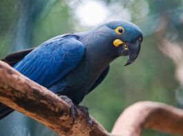 Lista de espécies ameaçadas de extinção é atualizada e passa a incluir 790 animais no Brasil