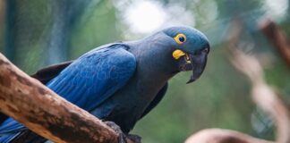Lista de espécies ameaçadas de extinção é atualizada e passa a incluir 790 animais no Brasil