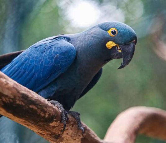 Lista de espécies ameaçadas de extinção é atualizada e passa a incluir 790 animais no Brasil