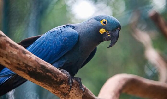 Lista de espécies ameaçadas de extinção é atualizada e passa a incluir 790 animais no Brasil mundo