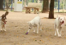 Exercício ilegal da medicina veterinária passa a ser crime previsto no Código Penal