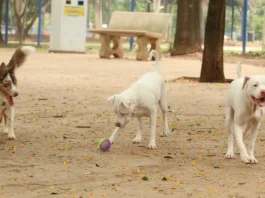 Exercício ilegal da medicina veterinária passa a ser crime previsto no Código Penal