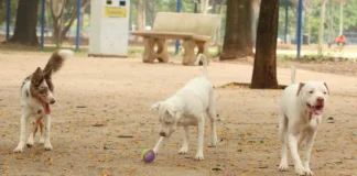 Exercício ilegal da medicina veterinária passa a ser crime previsto no Código Penal