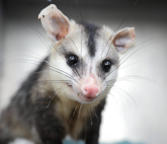 Como agir ao encontrar um animal silvestre em perigo no DF