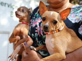 Recanto das Emas tem ação itinerante com 600 vagas para castração gratuita de cães e gatos