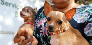 Recanto das Emas tem ação itinerante com 600 vagas para castração gratuita de cães e gatos