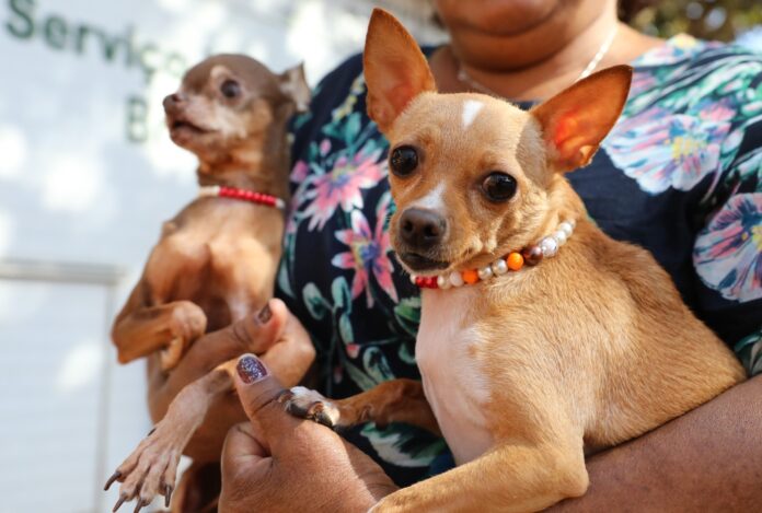 Recanto das Emas tem ação itinerante com 600 vagas para castração gratuita de cães e gatos brasilia cachorro animal